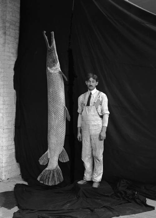 This 1905 photo provided by The Field Museum shows staff preparatory Richard Raddatz posing next to an alligator gar at the Field Columbian Museum in Chicago. Biologists are restocking alligator gar to waterways throughout the middle of the country, hoping the alligator gar - a giant fish once driven to extinction in much of its historic range - can help control invasive Asian carp. (Charles Carpenter/The Field Museum via AP)