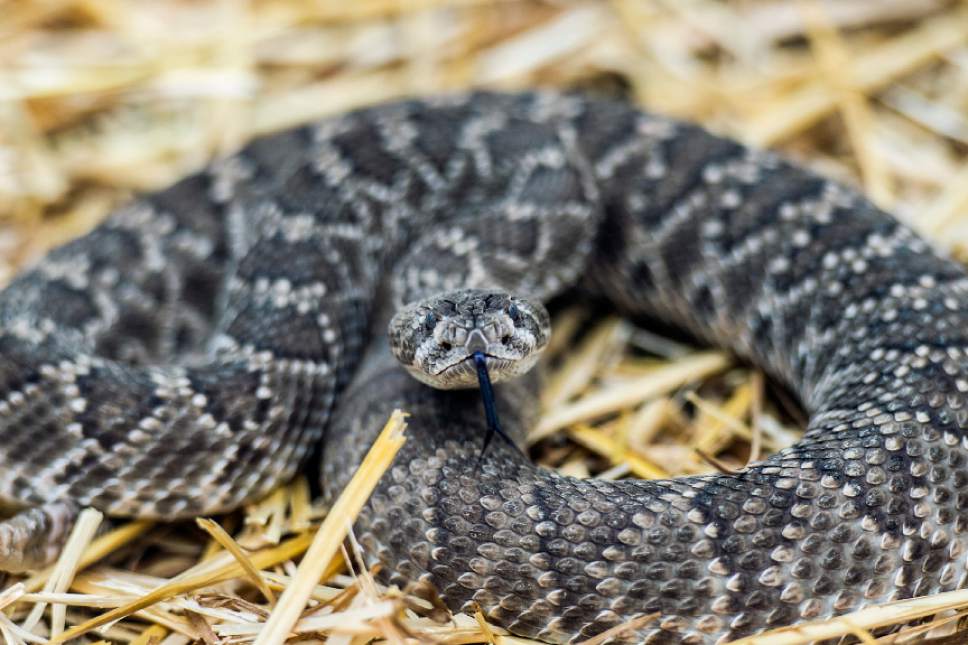 Chris Detrick  |  The Salt Lake Tribune
A Mojave Rattlesnake during the 'Get Rattled' Rattlesnake Avoidance Training Clinic at Mountain Vale Vet Clinic on Saturday. The clinic provided local dog owners extra assurance their dogs will avoid dangerous rattlesnake encounters and their families from suffering the pain and medical costs of a rattlesnake bite.