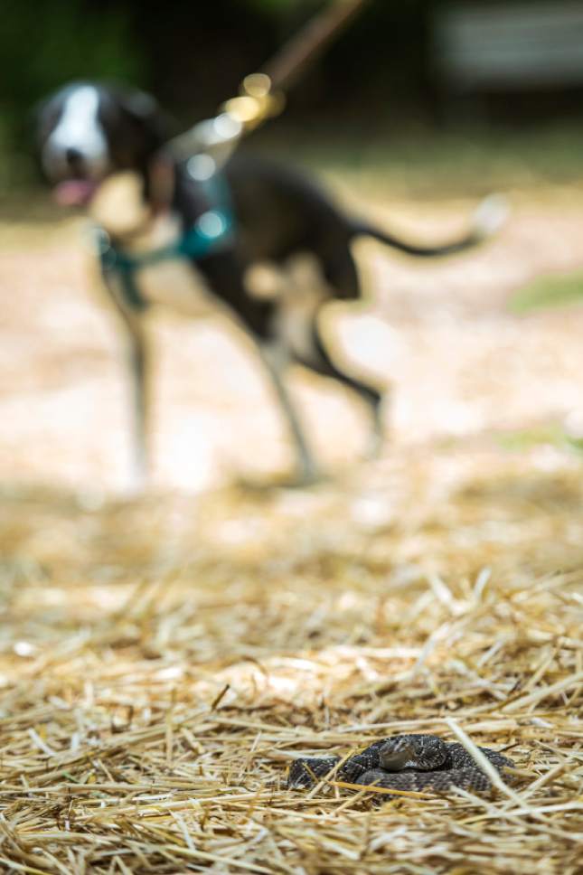 Chris Detrick  |  The Salt Lake Tribune
John Potash works with Suki to avoid a Mojave Rattlesnake during the 'Get Rattled' Rattlesnake Avoidance Training Clinic at Mountain Vale Vet Clinic Saturday July 30, 2016. The clinic provided local dog owners extra assurance their dogs will avoid dangerous rattlesnake encounters and their families from suffering the pain and medical costs of a rattlesnake bite.