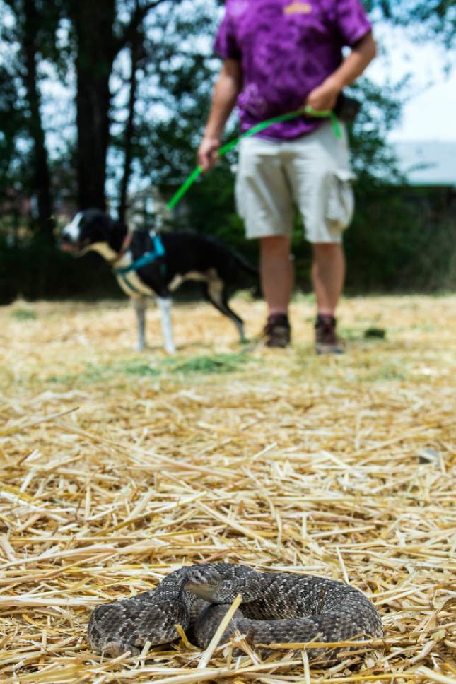 Chris Detrick  |  The Salt Lake Tribune
John Potash works with Suki to avoid a Mojave Rattlesnake during the 'Get Rattled' Rattlesnake Avoidance Training Clinic at Mountain Vale Vet Clinic on Saturday. The clinic provided local dog owners extra assurance their dogs will avoid dangerous rattlesnake encounters and their families from suffering the pain and medical costs of a rattlesnake bite.