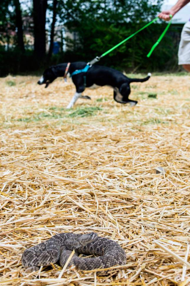 Chris Detrick  |  The Salt Lake Tribune
John Potash works with Suki to avoid a Mojave Rattlesnake during the 'Get Rattled' Rattlesnake Avoidance Training Clinic at Mountain Vale Vet Clinic Saturday July 30, 2016. The clinic provided local dog owners extra assurance their dogs will avoid dangerous rattlesnake encounters and their families from suffering the pain and medical costs of a rattlesnake bite.