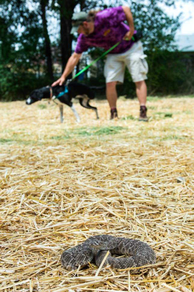 Chris Detrick  |  The Salt Lake Tribune
John Potash works with Suki to avoid a Mojave Rattlesnake during the 'Get Rattled' Rattlesnake Avoidance Training Clinic at Mountain Vale Vet Clinic Saturday July 30, 2016. The clinic provided local dog owners extra assurance their dogs will avoid dangerous rattlesnake encounters and their families from suffering the pain and medical costs of a rattlesnake bite.