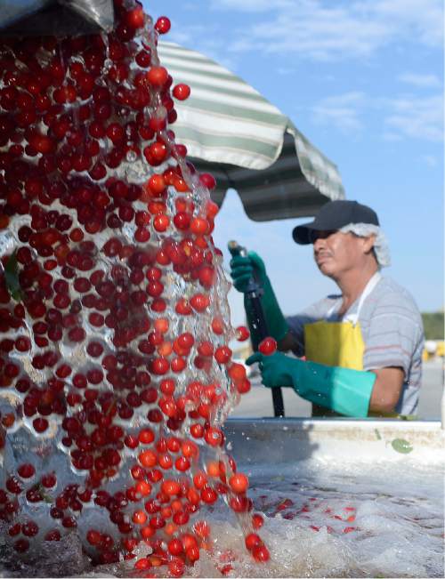 Al Hartmann  |  The Salt Lake Tribune 
Just-picked pie cherries are dumped into a water bath before before making their way into the cleaning and processing facility at McMullin Orchards in Payson on Thursday, July 28.   The state's cherry crop, both tart and sweet,  is exceptionally good this year, according to Utah farmers. While the last of the crop is being picked this week, farmers expect it to be around 49 million pounds, which would match the record set two years ago.