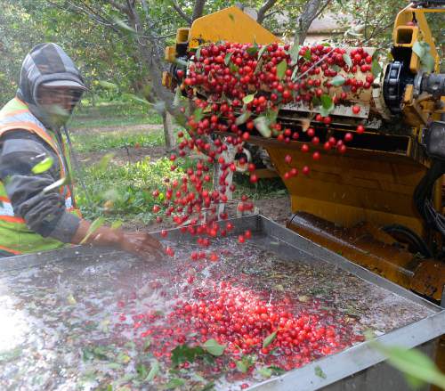 Al Hartmann  |  The Salt Lake Tribune 
A worker picks leaves from cherries after a shaker drops them from trees at McMullin Orchards in Payson on Thursday, July 28.