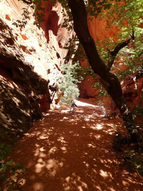 Erin Alberty  |  The Salt Lake Tribune

Dappled shade greets road-weary hikers at the mouth of Singing Canyon in Grand Staircase-Escalante National Monument.