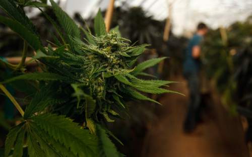 Leah Hogsten  |  Tribune file photo
A poll conducted in February and March shows that Utahns are divided over marijuana, shown here in October 2014 in Colorado Springs, Colo.