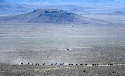 Al Hartmann  |  The Salt Lake Tribune 
Herd of 22 wild horses are pushed by helicopter across Blawn Wash about 35 miles southwest of Milford.   The BLM began rounding up wild horses in the area Monday July 28 hoping to capture up to 140.