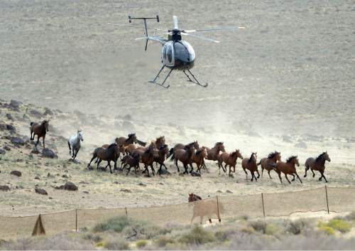 Al Hartmann  |  Tribune file photo
The BLM used helicopters to steer wild horses into holding pens last July in an effort to remove the animals from state trust lands at Blawn Wash about 35 miles southwest of Milford. Dozens of horses soon returned and Utah is now suing BLM, demanding the agency remove horses from its lands across the West Desert.