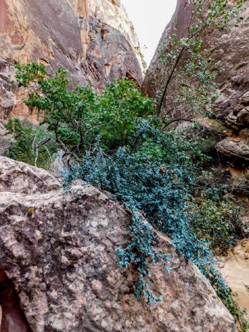 Erin Alberty  |  The Salt Lake Tribune

The prickly blue leaves of Utah Holly spread over a boulder in Surprise Canyon on Oct. 4, 2015 in Capitol Reef National Park.