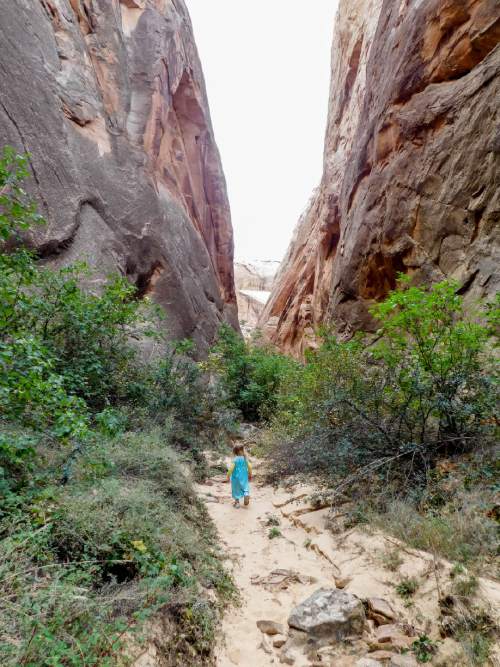 Erin Alberty  |  The Salt Lake Tribune

A young hiker makes her way into Surprise Canyon on Oct. 4, 2015 in Capitol Reef National Park.