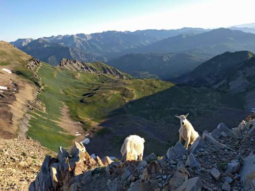 Lennie Mahler  |  The Salt Lake Tribune

Mountain goats meander near the summit of Mount Timpanogos on Sunday morning, July 24, 2016.