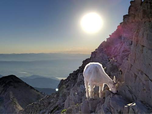 Lennie Mahler  |  The Salt Lake Tribune

A mountain goat looks for food near the summit of Mount Timpanogos on Sunday morning, July 24, 2016.