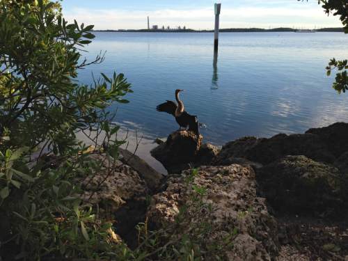 Erin Alberty  |  The Salt Lake Tribune

An anhinga stretches its wings along the Convoy Point Trail on Jan. 29, 2016 in Biscayne National Park. The Turkey Point nuclear plant can be seen in the background.