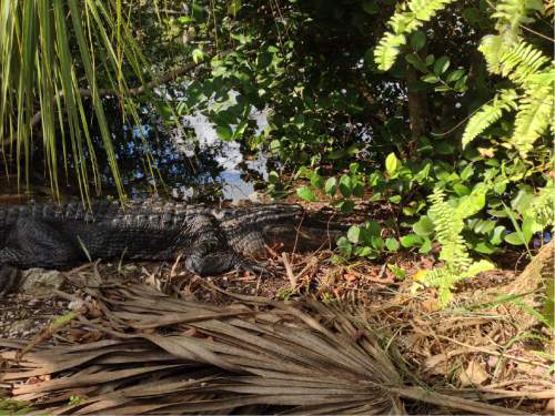 Erin Alberty  |  The Salt Lake Tribune

An alligator catches some sun Feb. 4, 2016 near the Anhinga Trail at Everglades National Park.