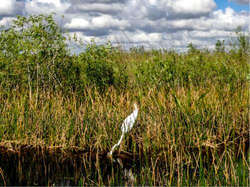 Erin Alberty  |  The Salt Lake Tribune

A great egret darts its head into the marsh along the Anhinga Trail in search of food Feb. 4, 2016 in Everglades National Park.