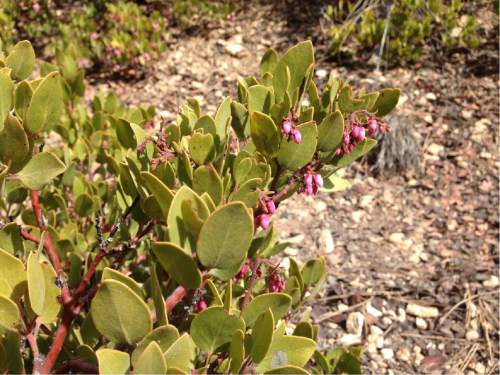 Erin Alberty  |  The Salt Lake Tribune

Arctostaphylos prepares to bloom March 31, 2016 near the trail to Mossy Cave in Bryce Canyon National Park.