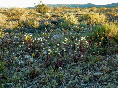 Erin Alberty  |  The Salt Lake Tribune

Wildflowers poke through gravel April 2 near Beatty, Nev. in Death Valley National Park.