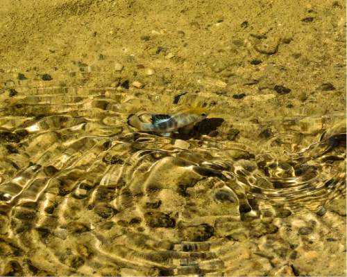 Erin Alberty  |  The Salt Lake Tribune

A pupfish ripples the water in Salt Creek on April 3 at Death Valley National Park.