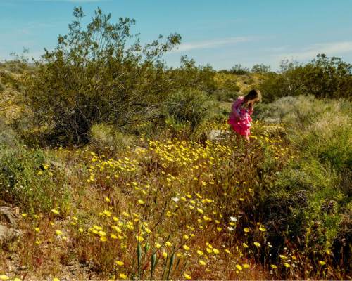 Erin Alberty  |  The Salt Lake Tribune

The authors daughter explores the wildflowers April 3 in Death Valley National Park.