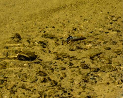 Erin Alberty  |  The Salt Lake Tribune

A pupfish explores the rocky floor of Salt Creek on April 3 in Death Valley National Park.