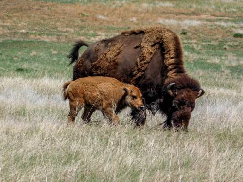 Erin Alberty  |  The Salt Lake Tribune

A bison calf huddles next to its mother May 25, 2016 at Wind Cave National Park.