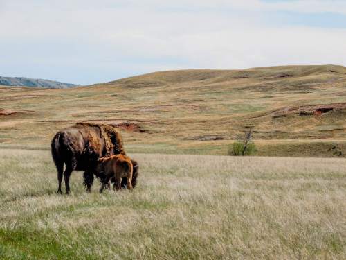 Erin Alberty  |  The Salt Lake Tribune

A bison nurses her calf May 25, 2016 at Wind Cave National Park.