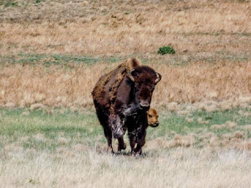 Erin Alberty  |  The Salt Lake Tribune

A bison calf runs alongside its mother May 25, 2016 at Wind Cave National Park.