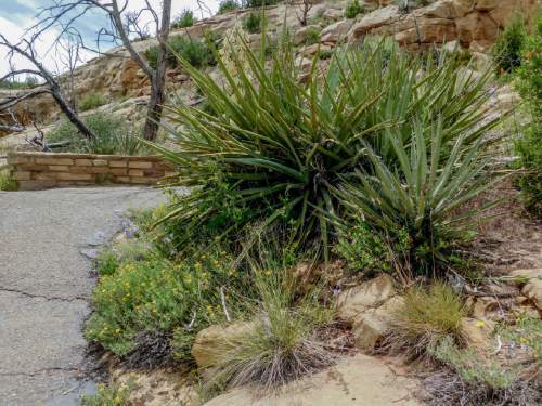 Erin Alberty  |  The Salt Lake Tribune

Yucca nestle with wildflowers and bunch grasses in an array of textures, as if planted by a professional landscaper. Photo taken June 10, 2016 along the Step House trail at Mesa Verde National Park.
