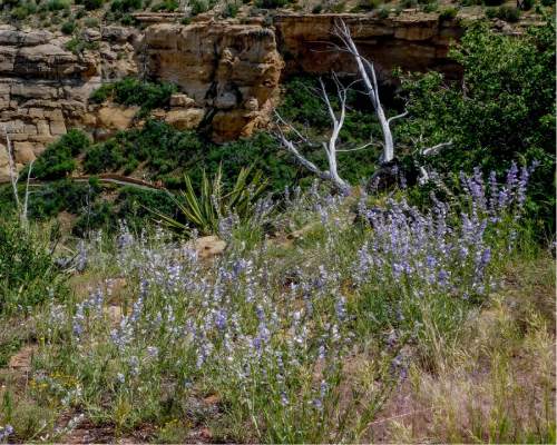 Erin Alberty  |  The Salt Lake Tribune

A dead tree rises from the penstemon along the Step House trail June 10, 2016 at Mesa Verde National Park.