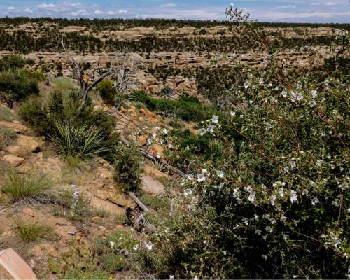Erin Alberty  |  The Salt Lake Tribune

Littleleaf Mockorange erupts in fragrant bloom along the Step House trail June 10, 2016 at Mesa Verde National Park.