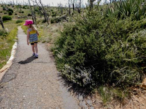 Erin Alberty  |  The Salt Lake Tribune

The author's daughter finishes a hike June 10, 2016 on the Step House trail in Mesa Verde National Park.