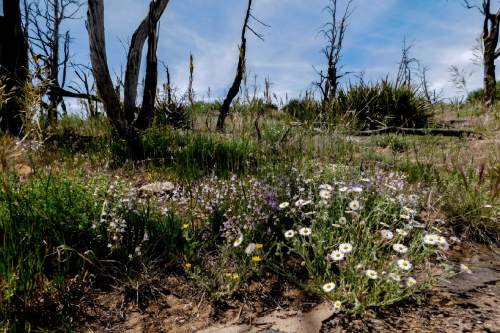 Erin Alberty  |  The Salt Lake Tribune

Burned trees strike a pose of contrast to bursts of daisies, penstemon and yucca  June 10, 2016 along the Step House trail in Mesa Verde National Park.