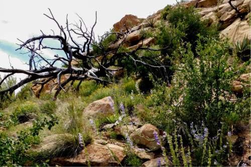 Erin Alberty  |  The Salt Lake Tribune

A gnarled, fallen tree rests on wildflowers bursting between rocks June 10, 2016 along the Step House trail in Mesa Verde National Park.
