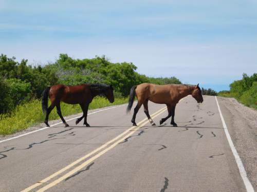 Erin Alberty  |  The Salt Lake Tribune

Mesa Verde's wild horses make their way across the Wetherill Mesa Road on June 10, 2016 at Mesa Verde National Park.