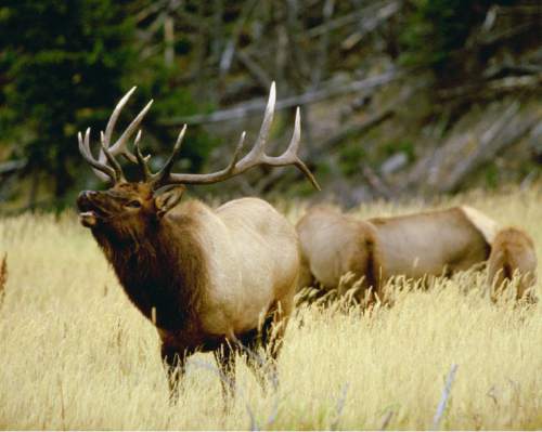 Tribune file photo
Elk roam in Yellowstone National Park. Officials tallied an increase in the elk population this winter.