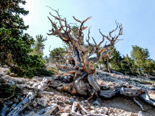 Erin Alberty | The Salt Lake Tribune

An ancient tree twists toward the sky July 25, 2016 in Great Basin National Park.