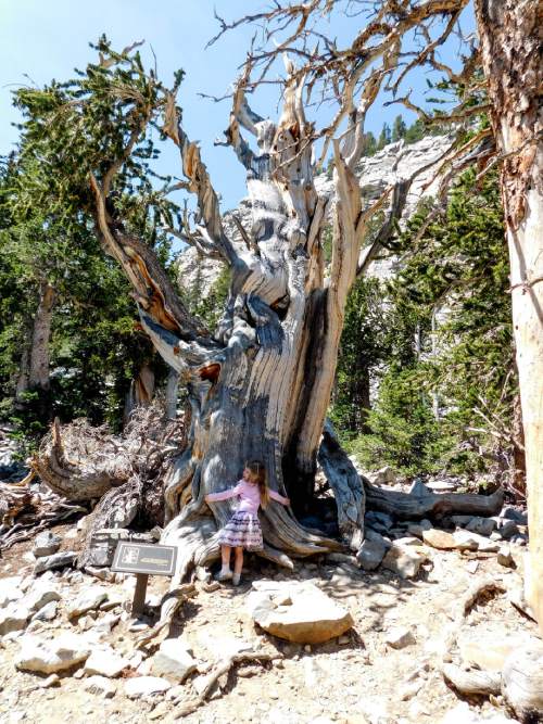 Erin Alberty | The Salt Lake Tribune

The author's daughter hugs a 3,200-year-old bristlecone pine July 25, 2016 in Great Basin National Park.