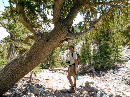 Erin Alberty | The Salt Lake Tribune

The author's husband examines a pine tree July 25, 2016 in Great Basin National Park.