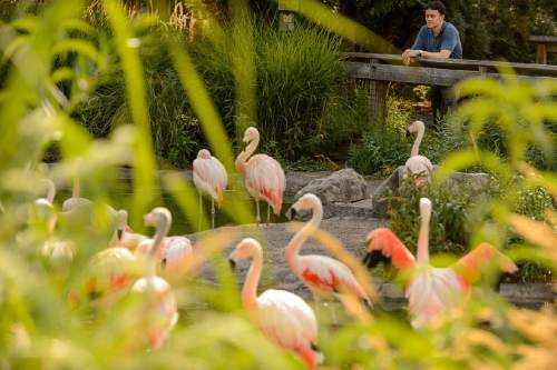 Trent Nelson  |  The Salt Lake Tribune
Pianist Koji Attwood looks over the flamingo pond at Tracy Aviary in Salt Lake City on Thursday, Aug. 18, 2016. Attwood is accompanying five Salt Lake arts companies for this year's Rose Exposed event, "Flight," which is a fundraiser for the aviary.