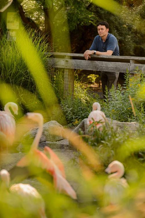 Trent Nelson  |  The Salt Lake Tribune
Pianist Koji Attwood looks over the flamingo pond at Tracy Aviary in Salt Lake City on Thursday, Aug. 18, 2016. Attwood is accompanying five Salt Lake arts companies for this year's Rose Exposed event, "Flight," which is a fundraiser for the aviary.