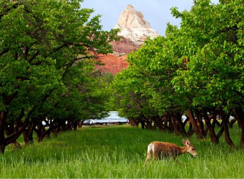 Tribune file photo
Deer are a common site outside of the Capitol Reef Loop C camp site as seen here in 2006.