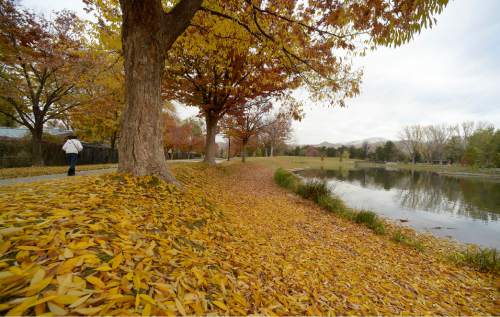 Al Hartmann  |  Tribune file photo
Last leaves fall from trees at Liberty Park pond on a gray but beautiful Autumn day, Tuesday Nov. 17, 2015.  It feels like the last days of Fall are here.