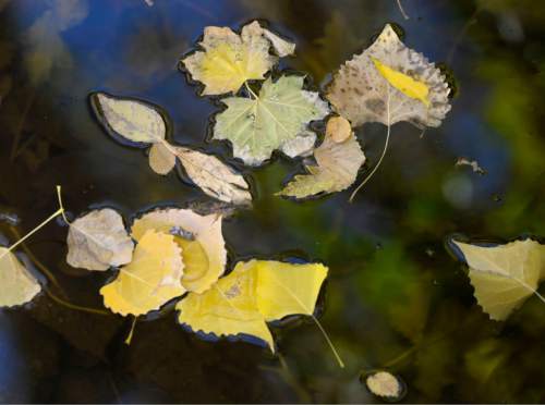 Al Hartmann  | Tribune file photo
Fallen autumn leaves float down Parley's Creek in Sugar House Park Tuesday November 4, 2014.