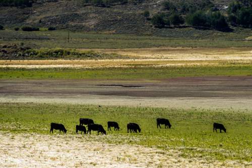 Chris Detrick  |  The Salt Lake Tribune
Cattle graze near Scofield Reservoir in Carbon County Wednesday August 31, 2016. A growing algal bloom at Scofield Reservoir forced officials to close the popular Carbon County fishery to boating and swimming Wednesday until further notice. The Southeast Utah Health Department made the decision after lab results were returned showing escalating levels of cyanobacteria at Mountain View boat ramp at Scofield State Park and other places on the 2,800-acre lake nestled at 7,600 feet above sea level in the Price River's headwaters.