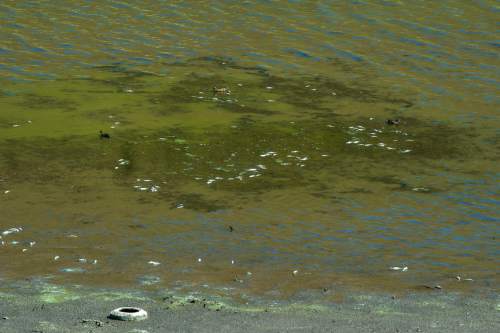 Chris Detrick  |  The Salt Lake Tribune
Dead fish from an algal bloom at Scofield Reservoir in Carbon County Wednesday August 31, 2016. A growing algal bloom at Scofield Reservoir forced officials to close the popular Carbon County fishery to boating and swimming Wednesday until further notice. The Southeast Utah Health Department made the decision after lab results were returned showing escalating levels of cyanobacteria at Mountain View boat ramp at Scofield State Park and other places on the 2,800-acre lake nestled at 7,600 feet above sea level in the Price River's headwaters.
