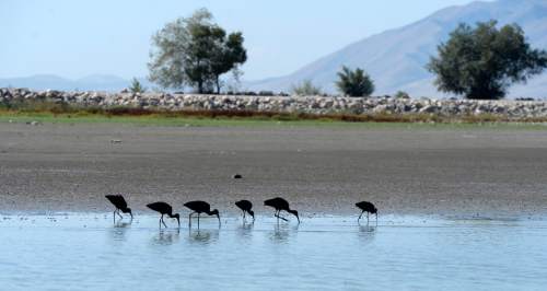 Al Hartmann  |  The Salt Lake Tribune
Ibis search for food on a newly uncovered sandbar in the marina boat harbor at Utah Lake State Park Monday August 29.  The shrinking Utah Lake is at about 37 percent.