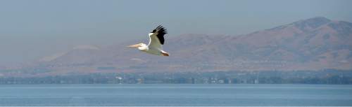 Al Hartmann  |  The Salt Lake Tribune
White Pelican flies over a shrinking Utah Lake Monday August 29.  It's at about 37 percent.