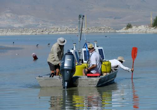 Al Hartmann  |  The Salt Lake Tribune
Environmental scientists with Utah Division of Water Quality leave the Utah Lake Marina boat harbor with three solar buoys housing probes called sondes that should be able to give them a warning when nutrients are building up to the point that they'll have another massive algal bloom like the one in July.  They check the water depth with paddles.  It's only about one foot in this part of the harbor with the lake level at only about 37 percent  at the end of August 2016.