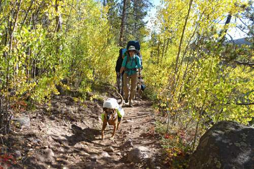 Lennie Mahler  |  The Salt Lake Tribune

Cindy Bird Vance and her dog, Adia, embark on the Henrys Fork Trail toward Kings Peak in the Uinta Mountains. Monday, Sept. 5, 2016.