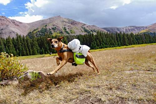 Lennie Mahler  |  The Salt Lake Tribune

Adia the dog enjoys scenery along Henrys Fork Trail toward Kings Peak in the Uinta Mountains. Monday, Sept. 5, 2016.